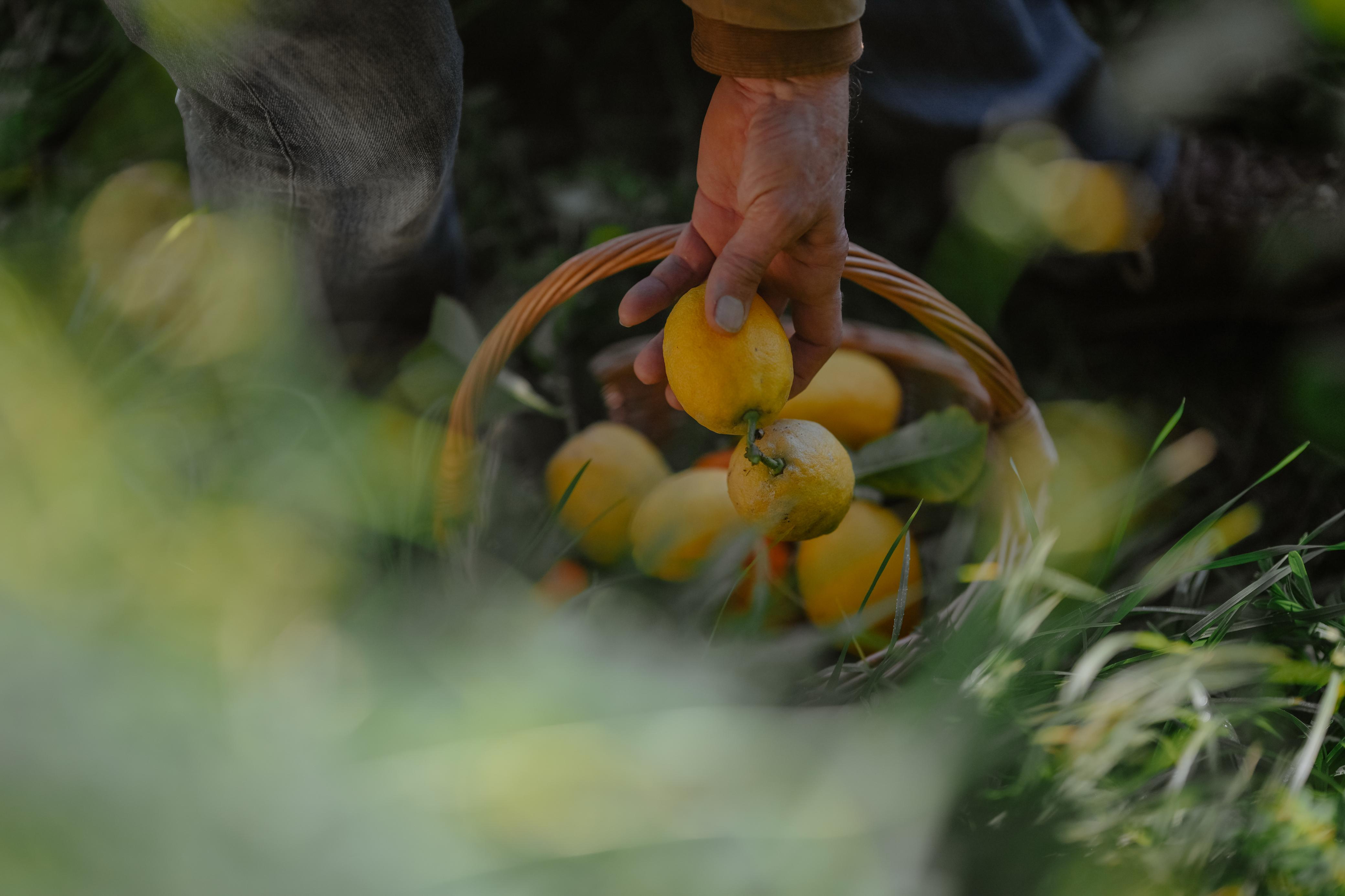 Fresh citrus being picked for Pegasus Distillery products